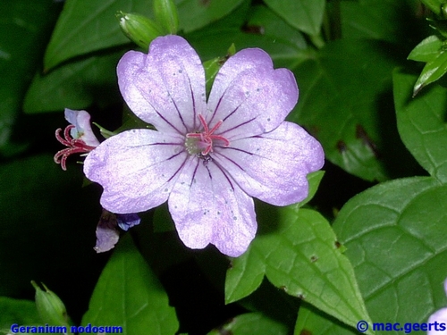 Geranium nodosum